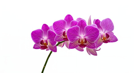 Obraz premium A blooming orchid with vibrant purple flowers, white background