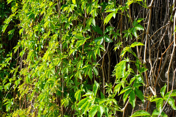 green grass background