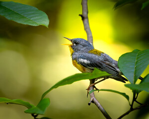A tiny, colorful warbler with a big voice! The Northern Parula delivering its distinctive trill.