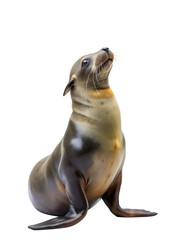 Naklejka premium Sea lion doing circus attraction with ball on its nose on isolated white background, PNG