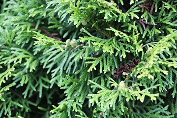 green leaves background