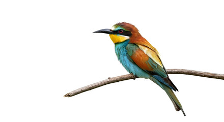 Fototapeta premium A colorful bee-eater on a branch, white background