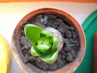 first spring green plant hyacinth in pot close-up