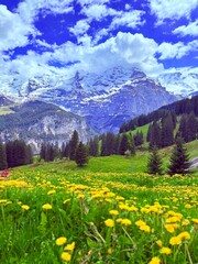 alpine meadow in switzerland