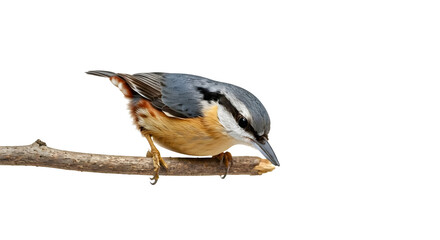 Obraz premium A cute nuthatch climbing downwards on a branch, white background