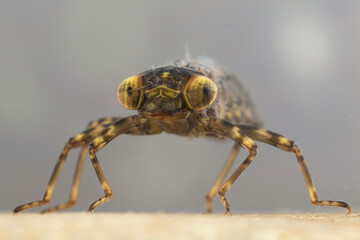 To scale, the dragonfly larva looks like a deadly monster.