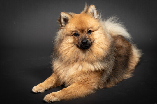 Mittelspitz Spitz Junghund im Fotostudio