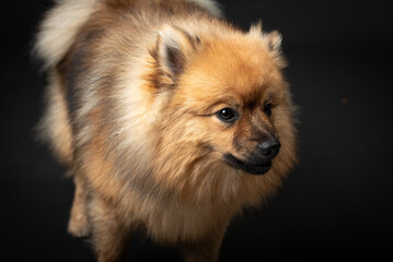 Mittelspitz Spitz Junghund im Fotostudio