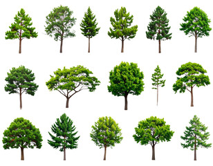 Set of fresh green fern leaves