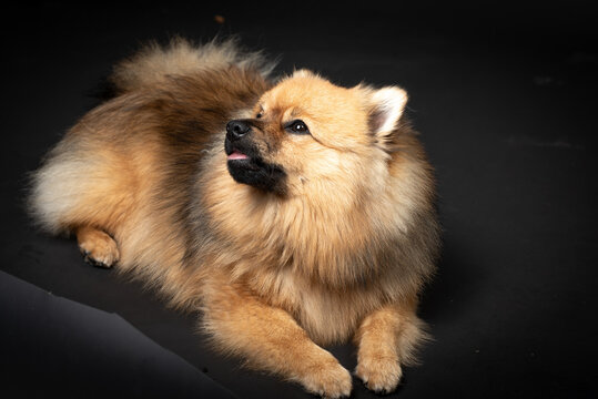 Mittelspitz Spitz Junghund im Fotostudio