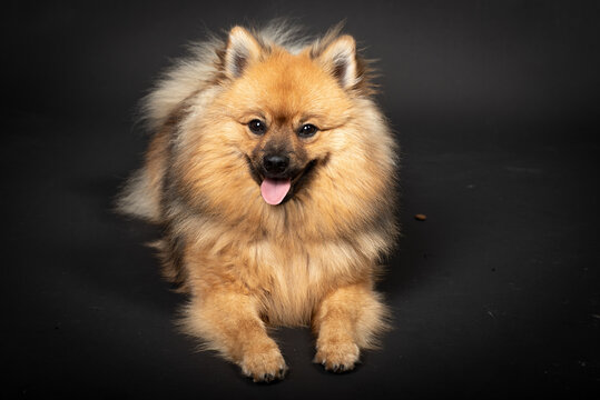 Mittelspitz Spitz Junghund im Fotostudio