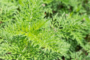 Close-up of bright green ragweed leaves. Noxious weed allergen.