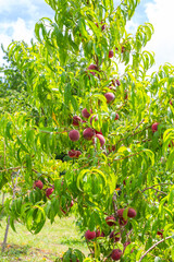 Peach tree with ripe fruits on branches on sunny day in garden.