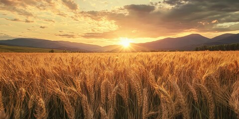 Obraz premium Field of wheat stretching toward dusky mountains as the sun sets behind them