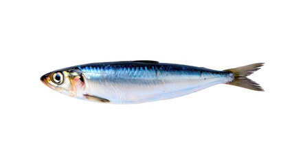 Naklejka premium Single Sardine Fish With Blue and Silver Scales on seafood marine