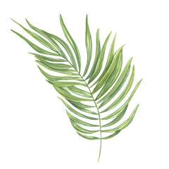 Lush realistic tropical palm leaves swaying in the wind watercolor hand drawn illustration isolated background. Exotic jungle floral element for beach decor, exotic party invitation, greeting card