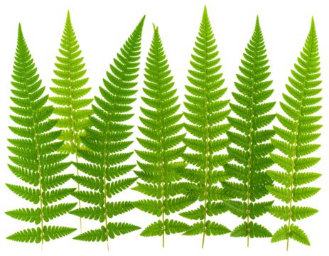 Set of fresh green fern leaves