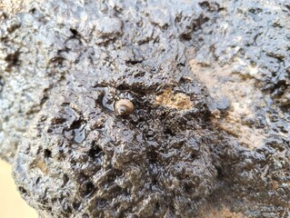 A small snail on a dark, textured surface