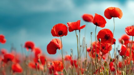 Obraz premium Vibrant red poppies sway gently in a sun-drenched field under a bright blue sky
