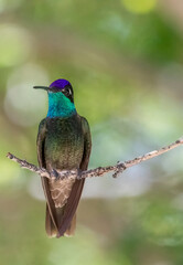 Rivoli's Hummingbird