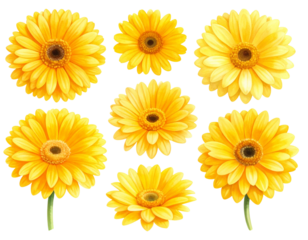 set Watercolor Painting of Yellow Gerbera with Loose Brush Strokes – Transparent PNG
