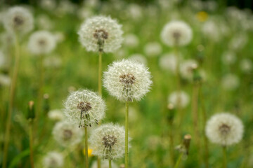 Obraz premium dandelion in the grass