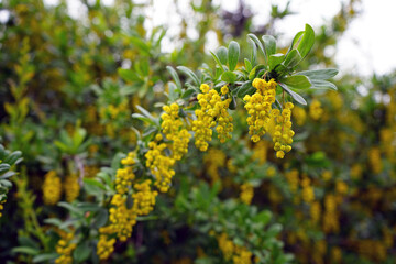 yellow flowers on a branch