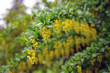 yellow flowers on a tree