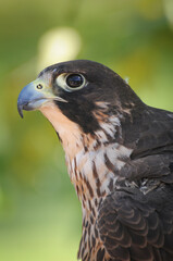 Halcón Peregrino retrato