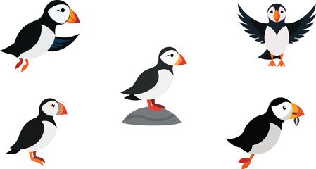 Fototapeta premium Puffin