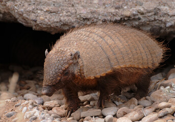 armadillo mamifero