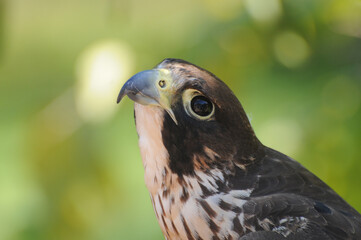 Halcón peregrino retrato