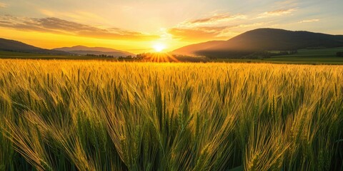 Obraz premium Tranquil field of wheat glowing in golden light beneath a mountain-framed sunset