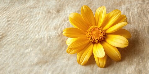 Vibrant yellow bloom resting on matte leather with soft beige fabric underneath