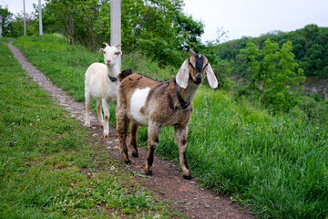 goat on the farm