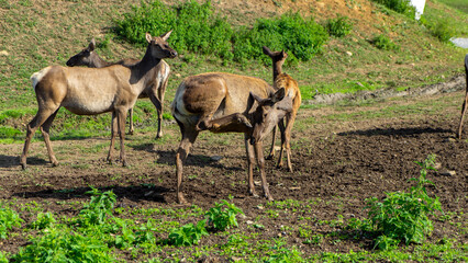 Deer maral or wapiti walk through pasture with green grass on sunny summer day. Deer scratches its...