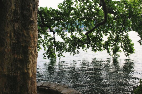 Tree leaves on the Lugano lake surface