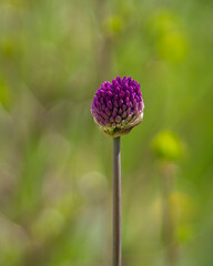 Allium sphaerocephalon, known as round-headed leek, round-headed garlic, ball-head onion. Round-headed garlic (Allium sphaerocephalon) flower. 