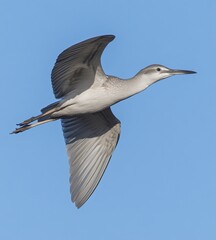 Grey bird in flight against a clear sky