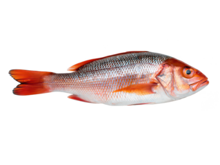 Whole Red Snapper Fish With Orange Fins On seafood