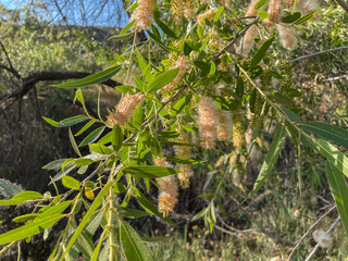 Narrow Leaf Willow going to seed woth fluffy parachutes to help them fly