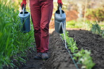A woman in red dirty pants walks between rows of plants in a garden and waters them from a watering can