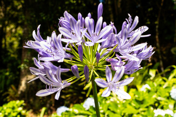 Agapanthus Praecox é conhecida por suas flores roxas que se abrem nas manhãs de verão e seguem encantando até os últimos raios de sol no fim da tarde.