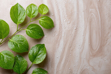 Obraz premium Fresh green leaves with water droplets on light marble surface create serene and natural atmosphere