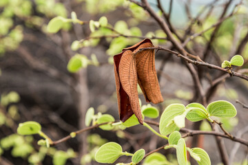 Dry leaves on a healthy tree.
