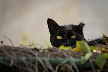 A Street Cat with a Damaged Ear