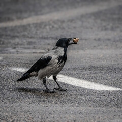 A Crow Holding Half a Nut