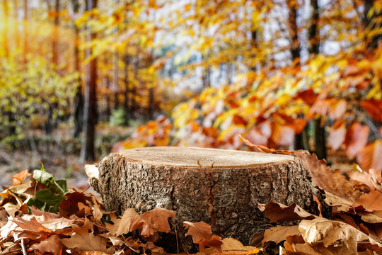 Still life composition on rustic wooden table, set against the backdrop of an autumn forest. Fallen leaves, earthy colors, natural textures, cozy seasonal sustainability and nature-inspired lifestyles