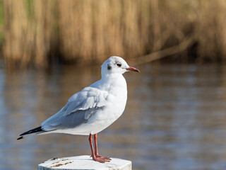 White seagull on the pier