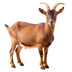Fototapeta premium Brown Goat Png – Isolated On Transparent Background